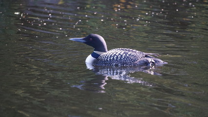 common loon on the lake