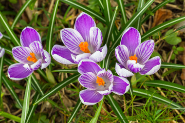 Fototapeta premium Crocuses - an early spring flowers