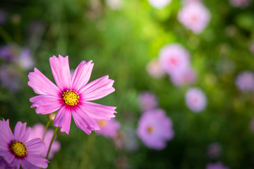  Beautiful Cosmos flowers in garden. Nature background.