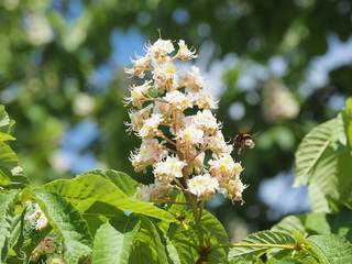 Schloß Schwetzingen und Schloßgarten