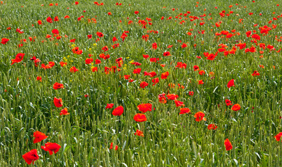 Fototapeta premium Poppies on a wheat field, spring. 