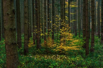 little yellow tree in forest