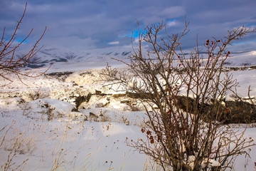 beautiful winter bush