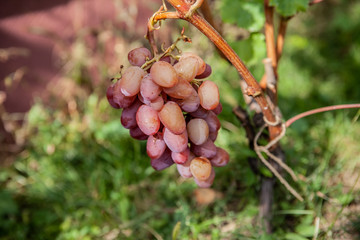 A branch of ripe pink grapes hangs on a vine.
