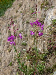 Alpine flower Chamaenerion angustifolium (great willowherb). Aosta valley Italy. Photo taken at an altitude of 2300 meters