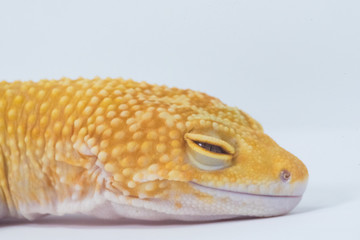 close up of a gecko