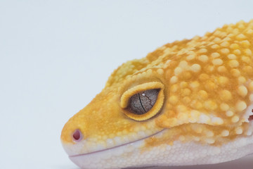 gecko portrait