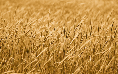 Campo de trigo dourado 