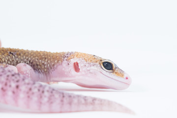Gecko Portrait