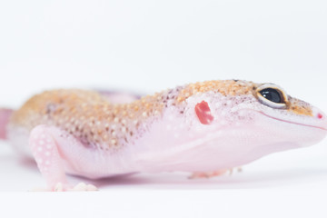 Gecko Portrait