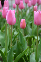Fototapeta premium many pink tulips in the flowerbed in the park