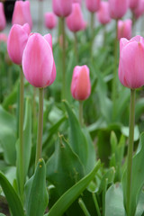 many pink tulips in the flowerbed in the park