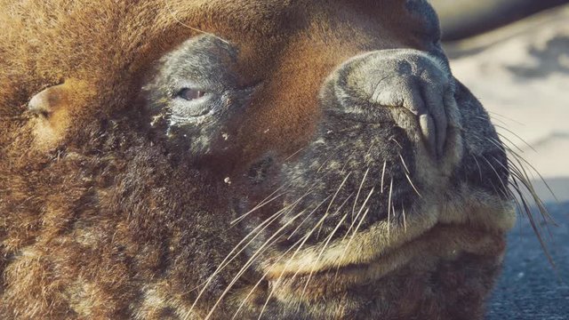 CLose-up of the face of a male adult sea lion taking baths of the sun. 4k
