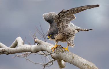 Peregrine Falcon