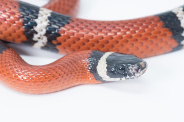 Snake in white background