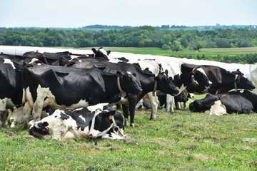 Herd of Holsteins