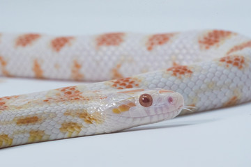 Snake in white background
