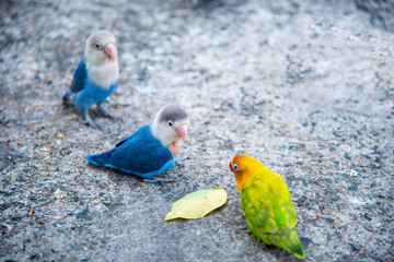 beautiful parrot lovebird Walking on the floor