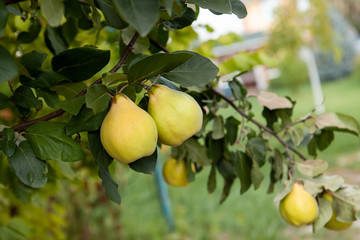 Two ripe quinces hang on a tree. In the background is a house.