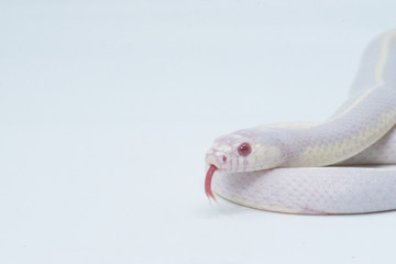 Snake in white background