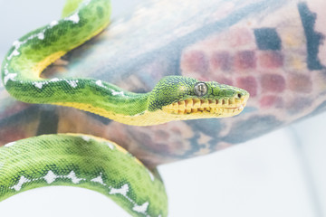 Snake in white background