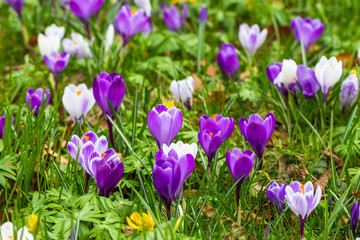 Obraz premium Crocuses - an early spring flowers