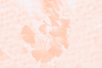Gradient beige color with ginkgo biloba leaves pattern