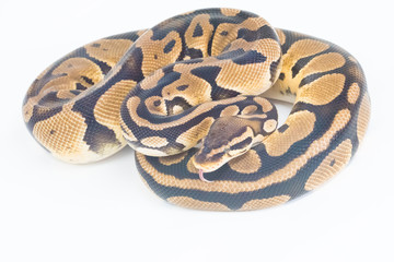 Snake in white background