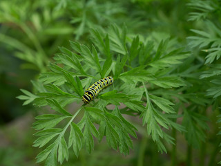 A black swallowtail, papilio polyxenes, caterpillar eating carrot top leaves in a garden