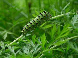 A black swallowtail, papilio polyxenes, caterpillar eating carrot top leaves in a garden