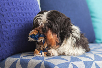 A funny dog ​​is sitting at home on the couch, playing with his favorite toy. Shih tzu breed. pet. Homeliness.