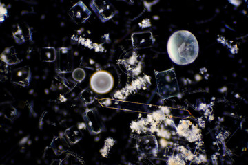 Diatoms are photosynthesising algae, they have a siliceous skeleton and are found in almost every...