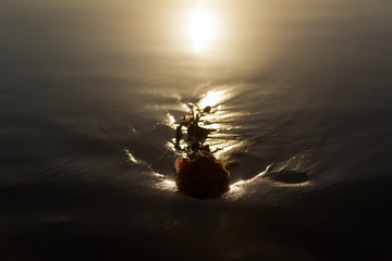 Lost Love, Rose laying on the beach, Byron Bay Australia