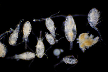 Copepod (Zooplankton) are a group of small crustaceans found in marine and freshwater habitat.