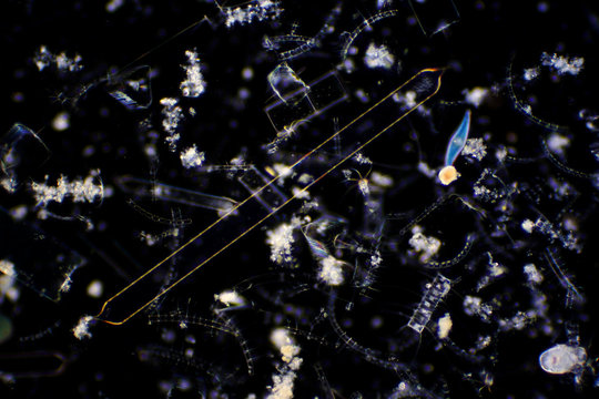 Diatoms are photosynthesising algae, they have a siliceous skeleton and are found in almost every aquatic environment.