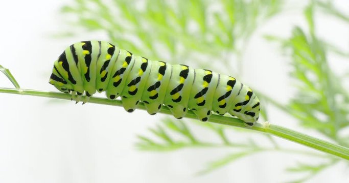 A black swallowtail, papilio polyxenes, caterpillar on carrot top leaves in a garden