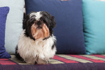 Funny dog ​​is sitting at home on the couch. Shih Tzu breed. pet. Homeliness.
