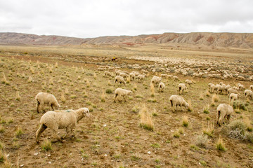 Sheepherders trail the sheep across open range on the move to winter range.