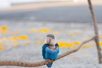 beautiful  parrot lovebird isolated on white background