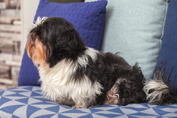 Funny dog ​​is sitting at home on the couch. Shih Tzu breed. pet. Homeliness.