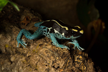 Dyeing dart frog, tinc or dyeing poison frog (Dendrobates tinctorius).