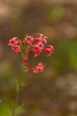 Scarlet Gilia