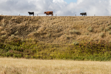 Cattle on pasture.