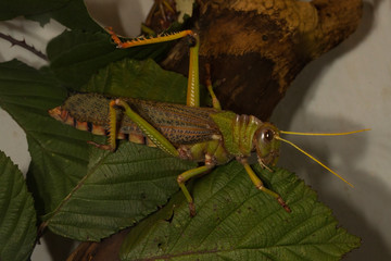 Violet Winged Grasshopper (Tropidacris collaris).