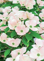 Dogwood Flowers in the spring