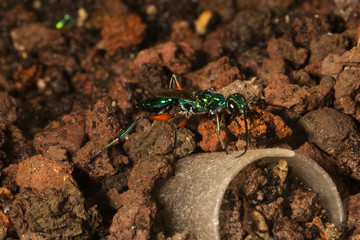 Emerald cockroach wasp or jewel wasp (Ampulex compressa).