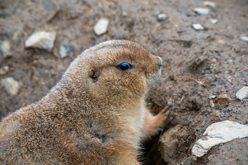 A prairie dog watching his surroundings very carefully