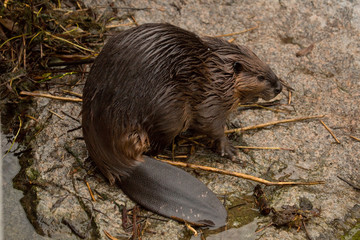 Eurasian beaver (Castor fiber) .