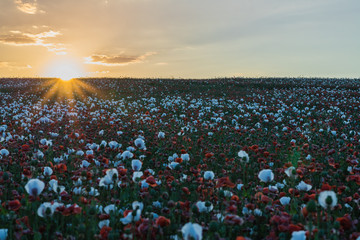 Beautiful poppy field at sunset