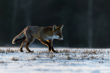 Red Fox (Vulpes Vulpes) running on a meadow covered with snow